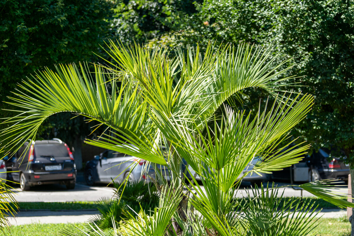 Вашингтония нитеносная - Игорь Сикорский