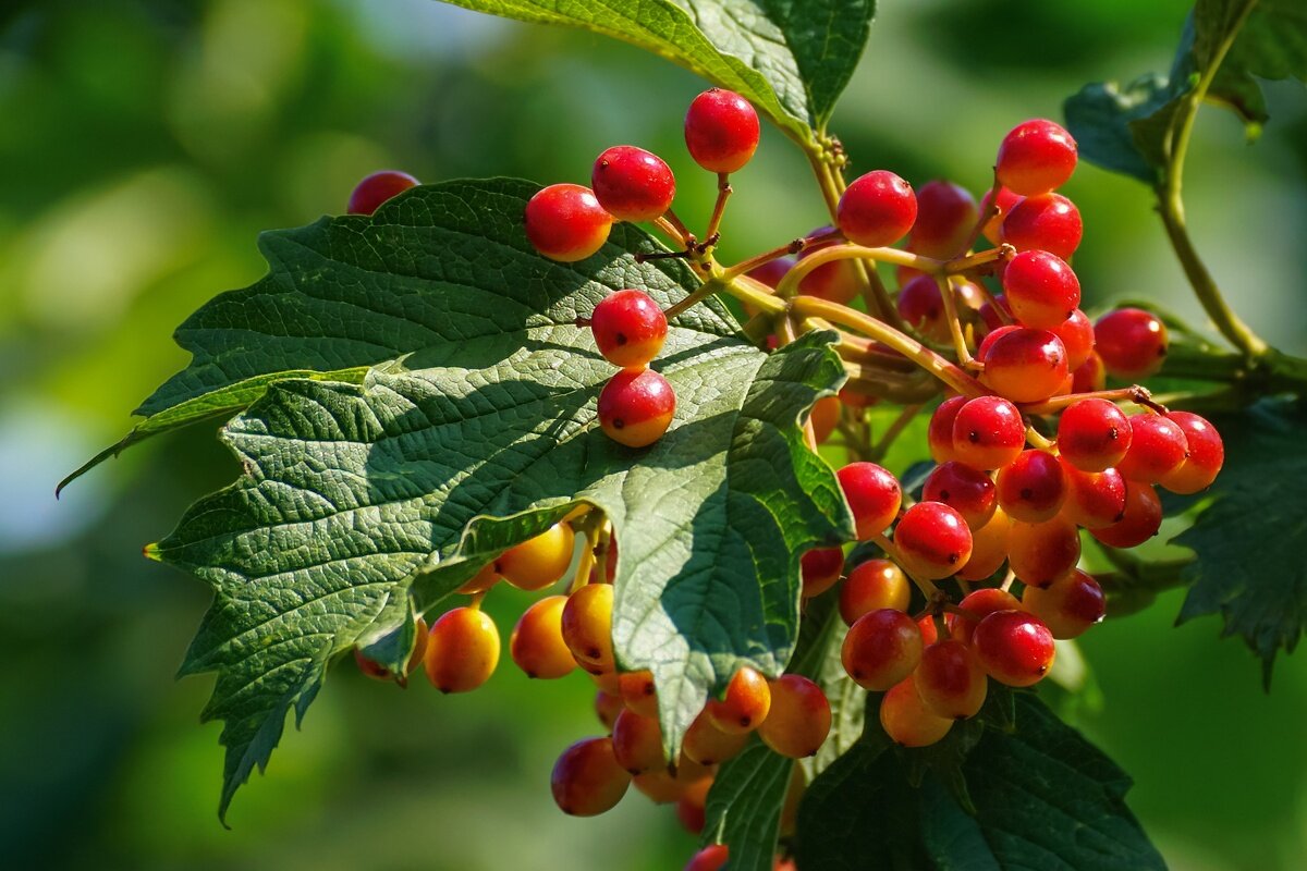 Калина обыкновенная - Игорь Сикорский
