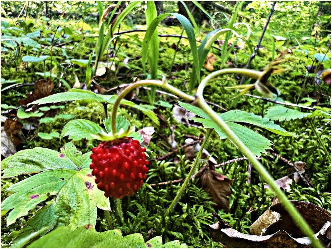 Земляничка. - Валерия Комова