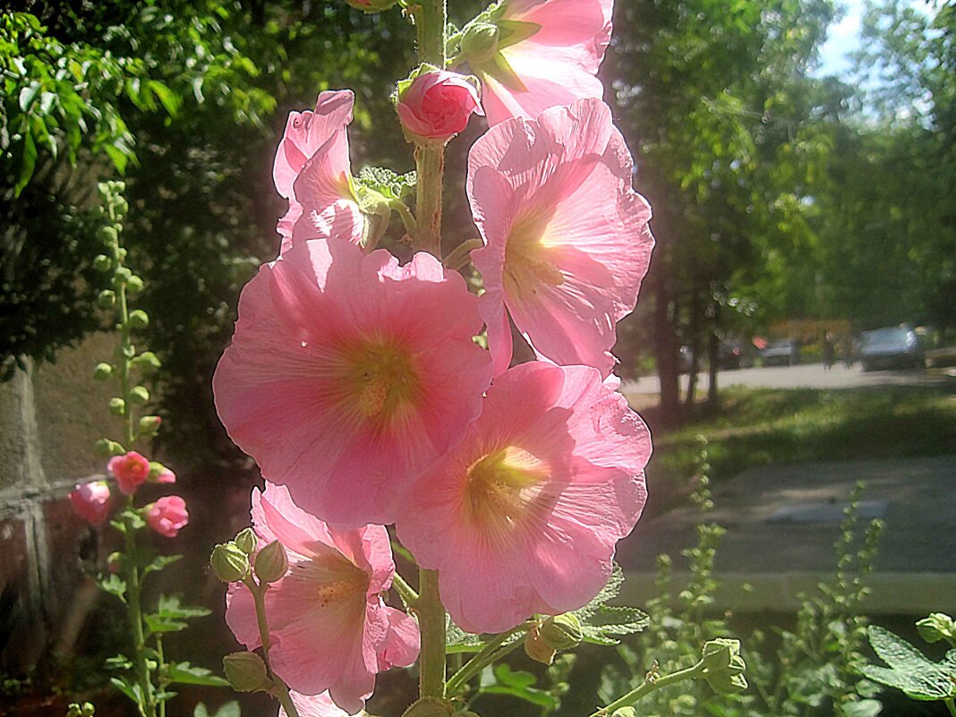 Мальва - Елена Семигина