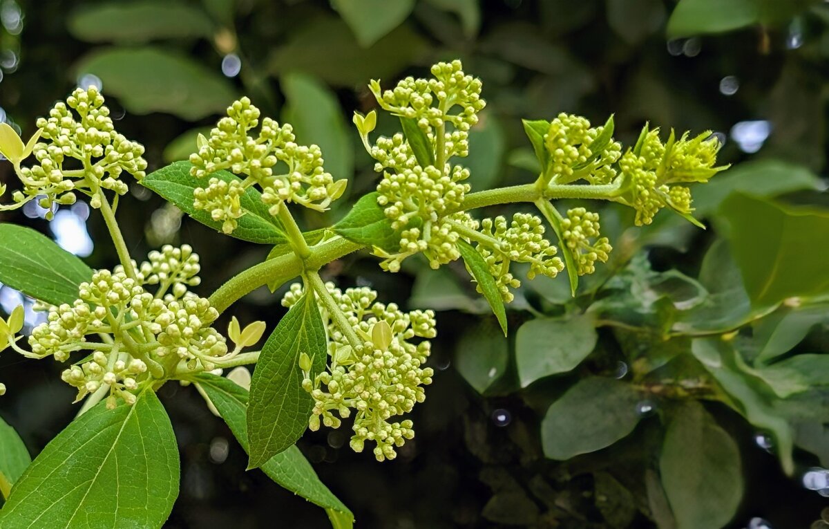 *** - Хэлен ***