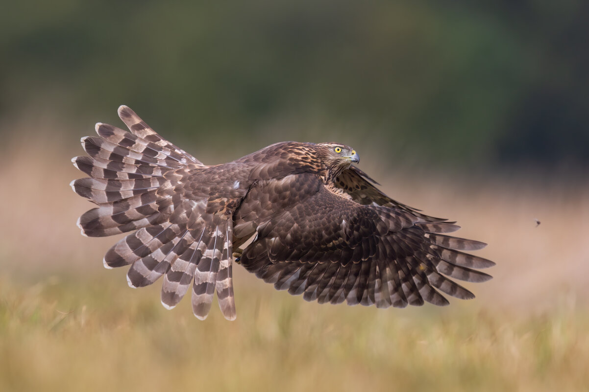 *** - Евгений Фруман