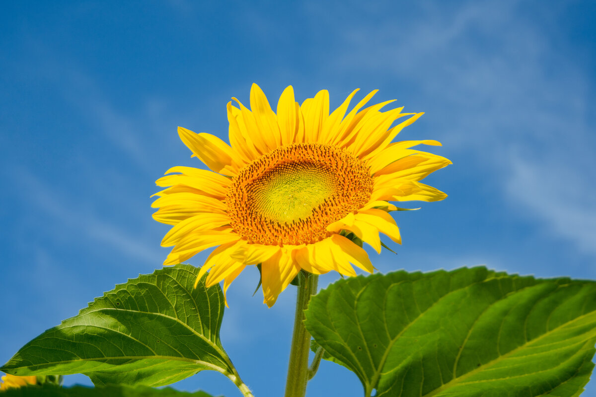 *** - Николай Чекалин