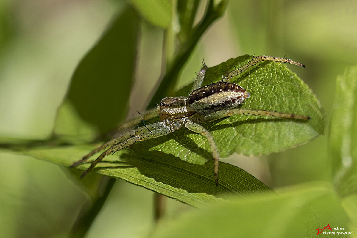 На листике... - Андрей Пристяжнюк