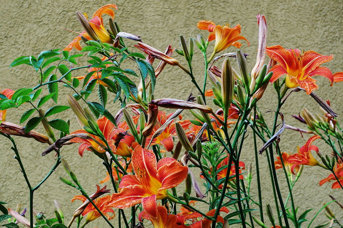 Лилейник - Рита Симонова