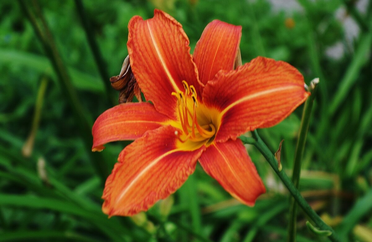 Лилейник - Рита Симонова