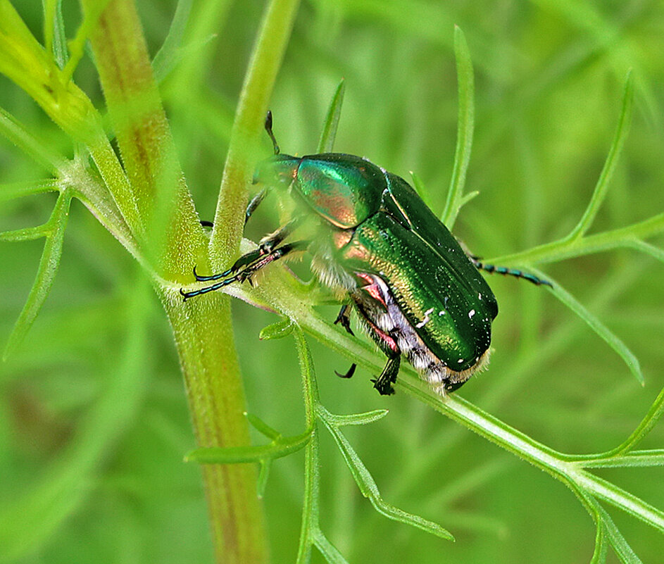 Бронзовка в профиль - Светлана Бронзовка в профиль - Светлана