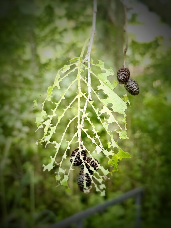 Макраме - Галина Левина
