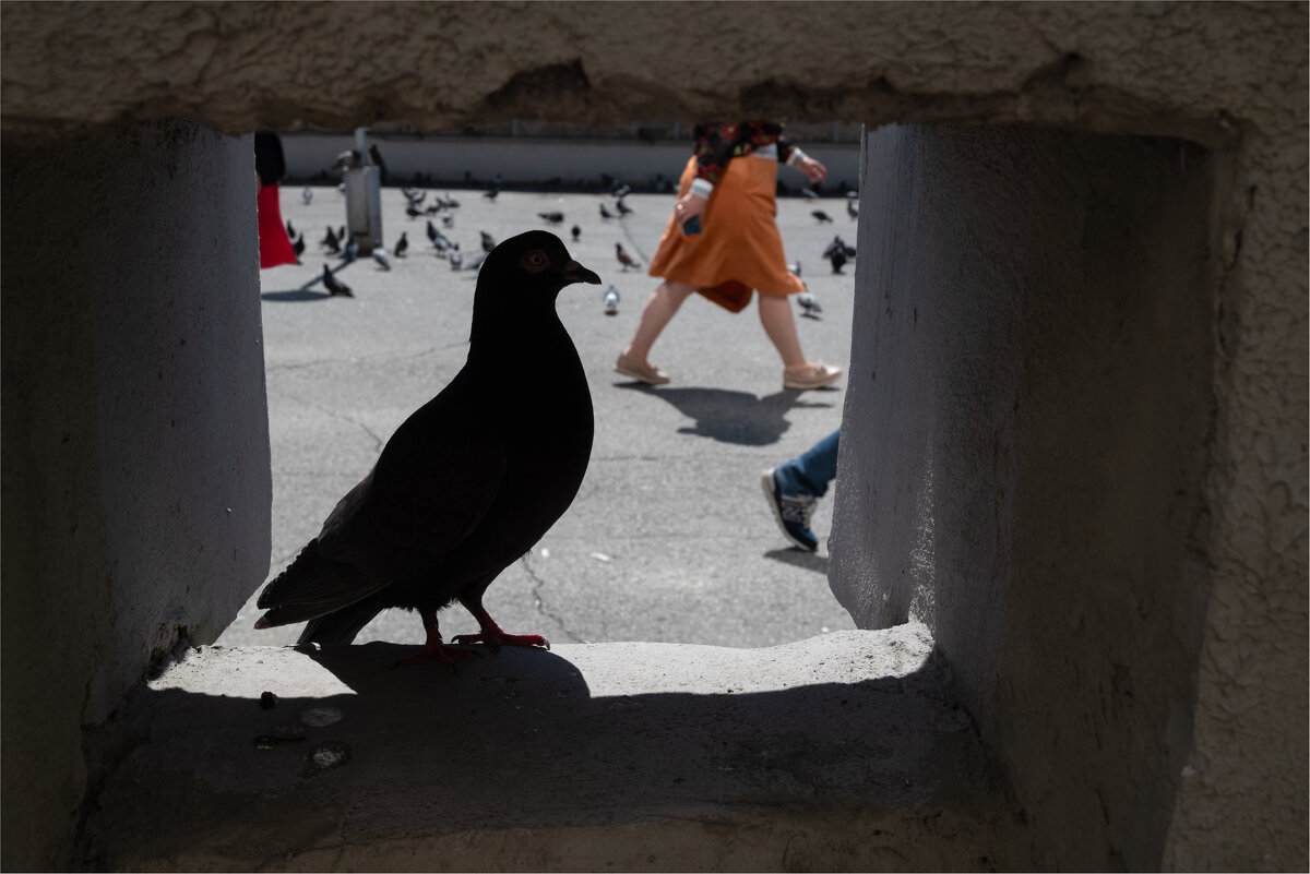 *** - Валерий Михмель *** - Валерий Михмель