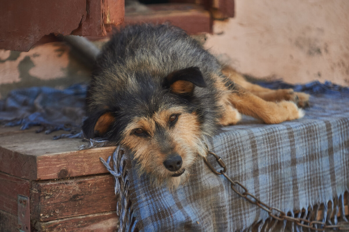 Рекс на отдыхе - Александр Леонов