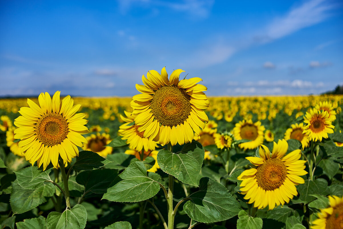 подсолнухи - Александр Леонов подсолнухи - Александр Леонов