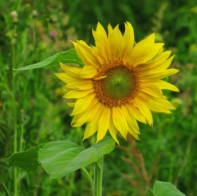 Земное солнышко - Андрей Снегерёв