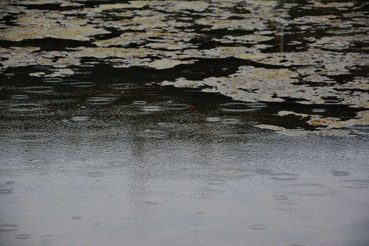 * - Наталья Покацкая