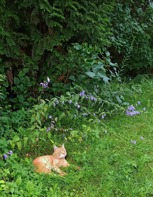 Рыжик тоже любит цветы! - veilins veilins