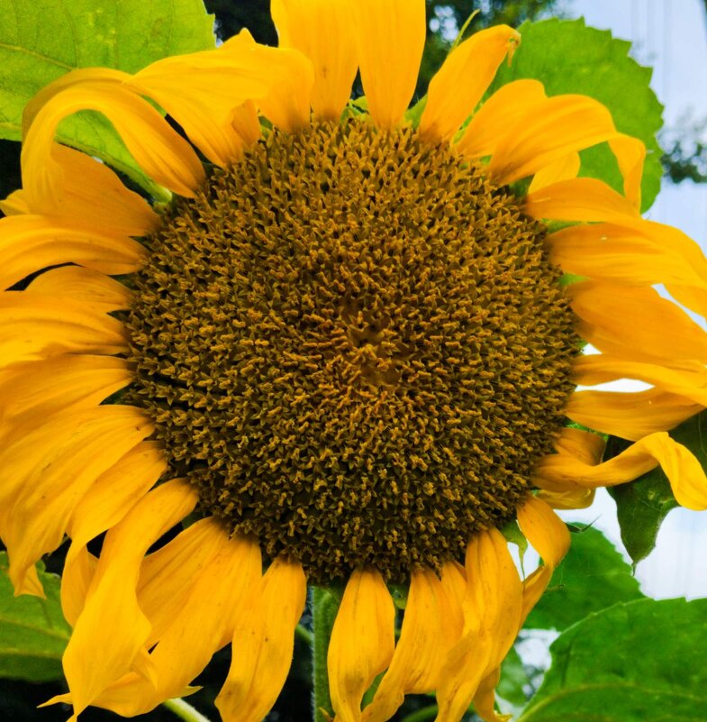 Верный солнцу. - Галина Бобкина