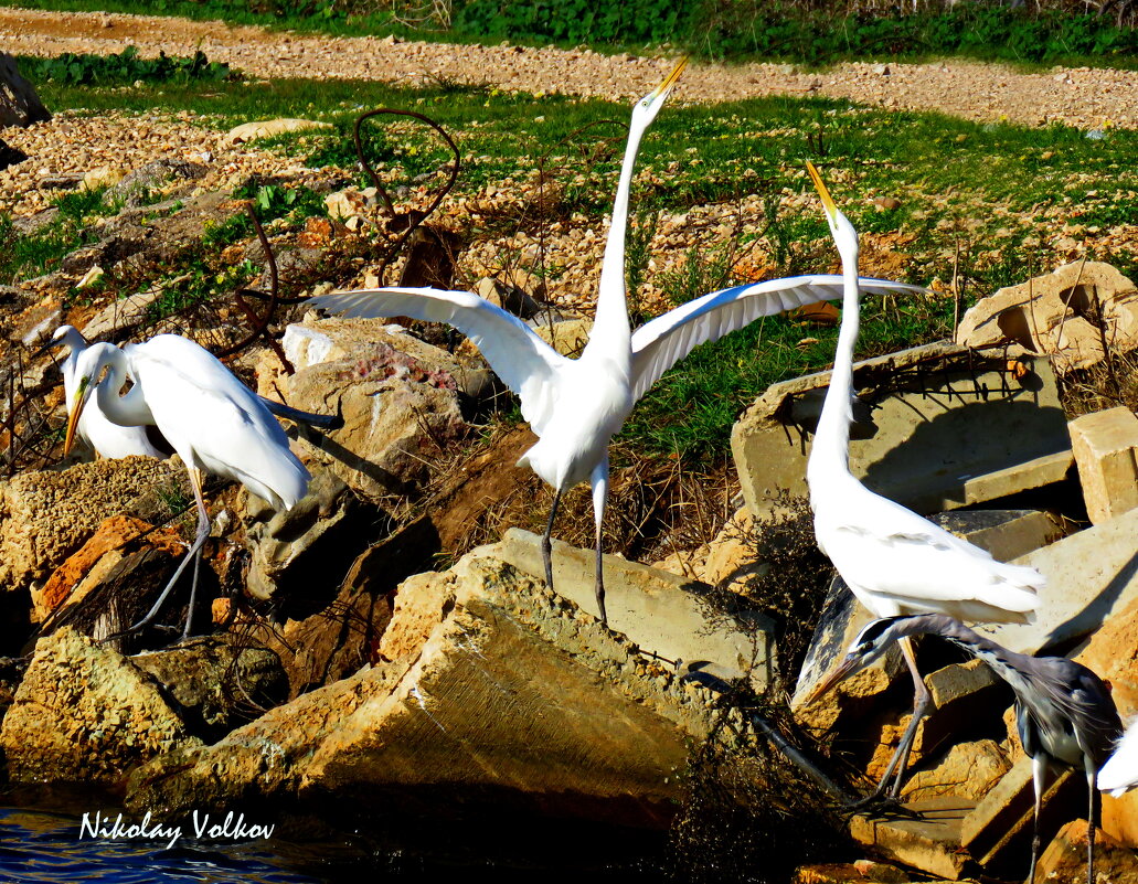 Вытянули шеи-у кого длинее. - Николай Волков