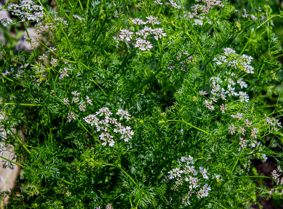 Цветет кинза - Светлана SvetNika17