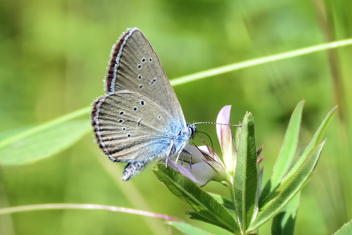 Дегустация - Геннадий Супрун