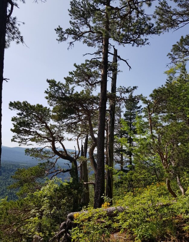 ЛАГОНАКИ - Tata Wolf