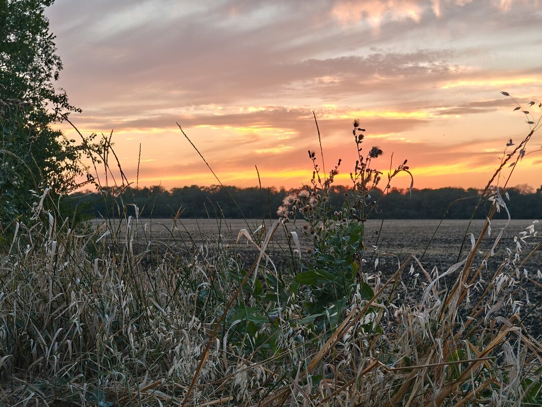 Розовеет небосклон, В поле тишина царит, Травы дремлют в нём. - Валерий Ткаченко
