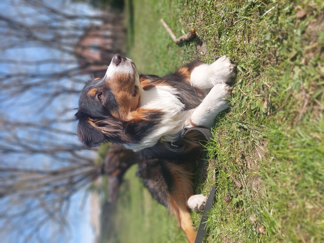 ауси фантом - Артём 