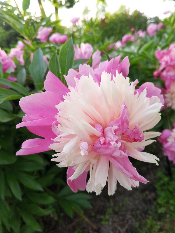 Пион - Сапсан 