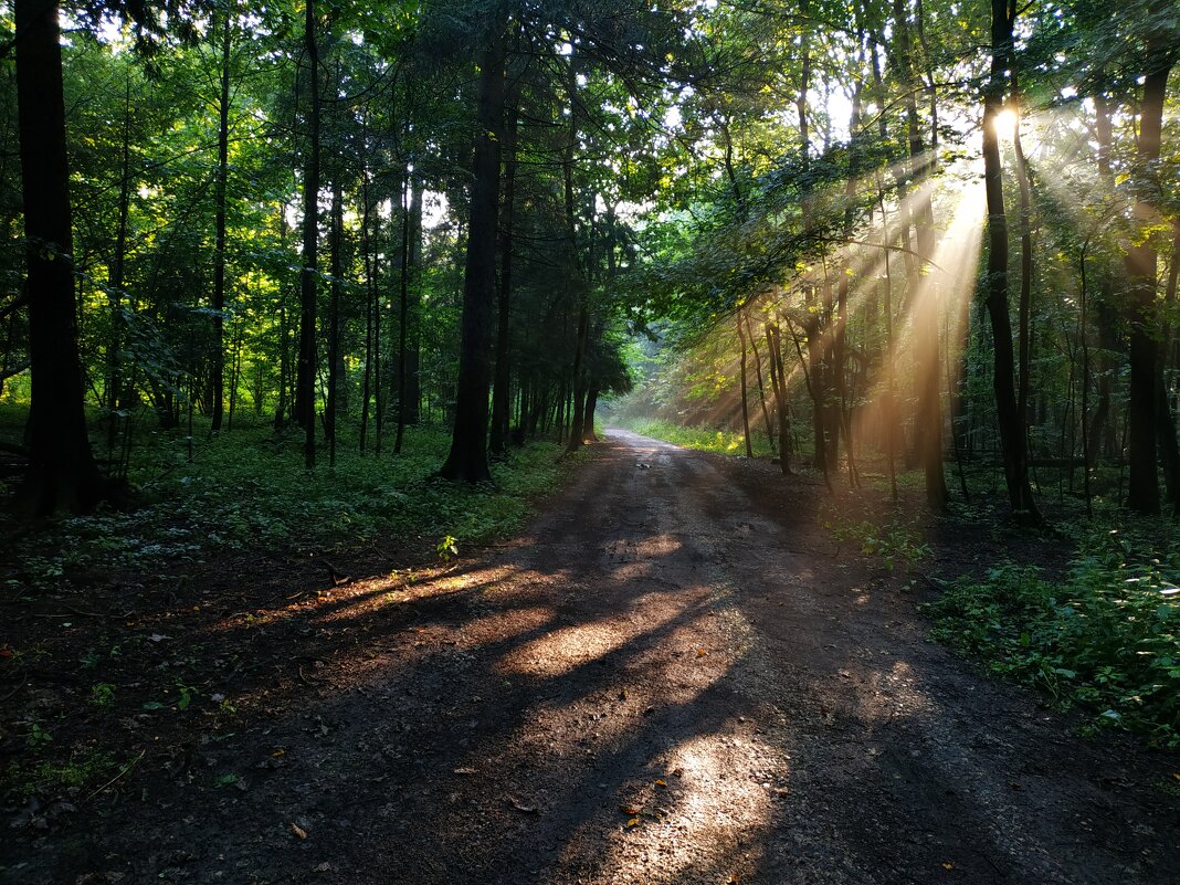 В парке после дождя - Андрей Лукьянов В парке после дождя - Андрей Лукьянов