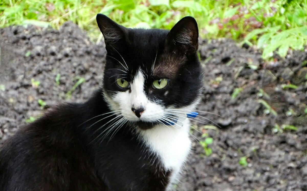 Портрет кошки. - Милешкин Владимир Алексеевич 