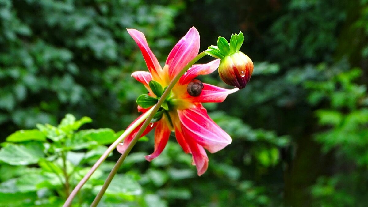 Георгины с улиткой. - Милешкин Владимир Алексеевич 