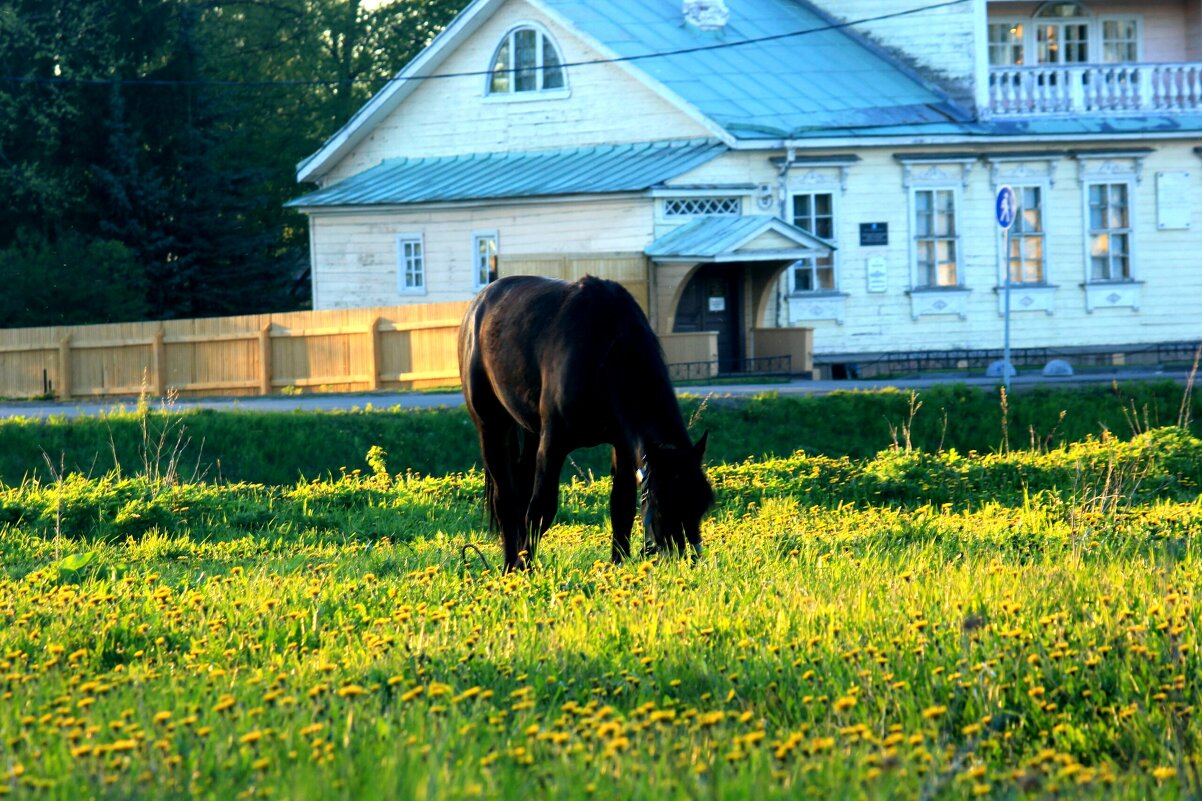 На лугу пасутся кони - Сергей Кочнев