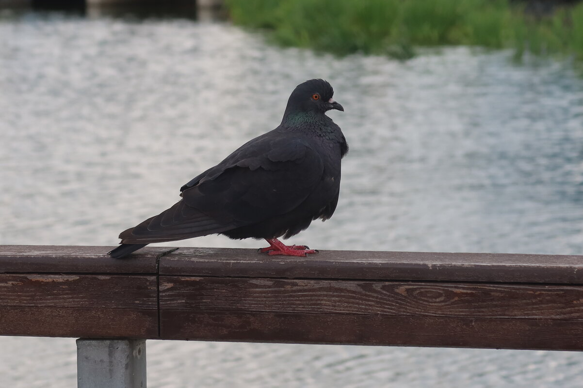 Черный голубь - Дмитрий И_