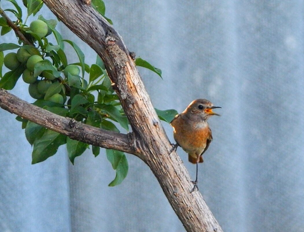 Видит кошку! - Елена Хайдукова  ( Elena Fly )