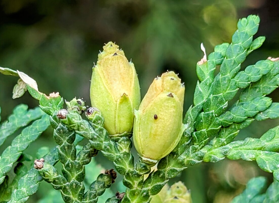 *** - Хэлен ***