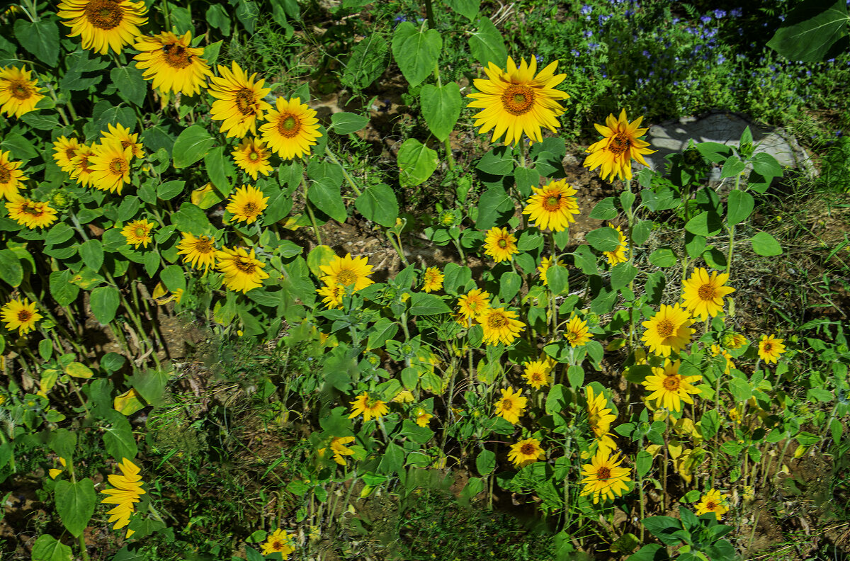 Подсолнухи - Анатолий Чикчирный Подсолнухи - Анатолий Чикчирный