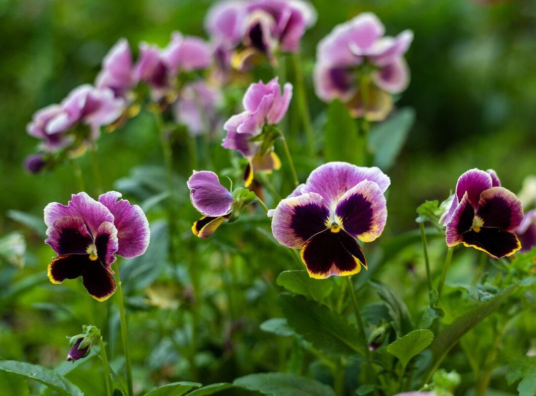 Анютины глазки - Петр Анютины глазки - Петр