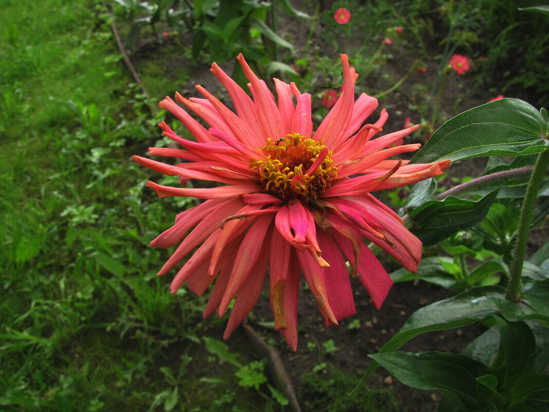 Красавица цинния - Людмила Смородинская