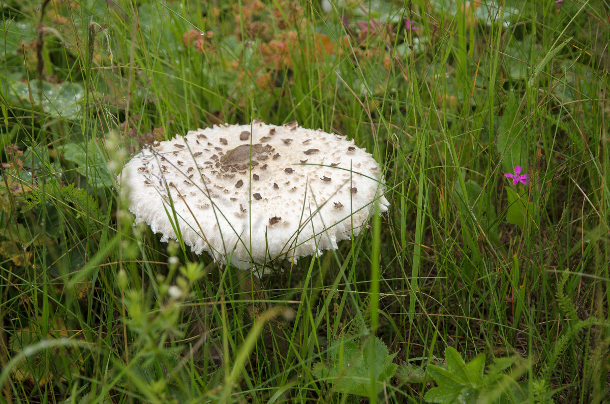 Зонтик - Валерий Пославский