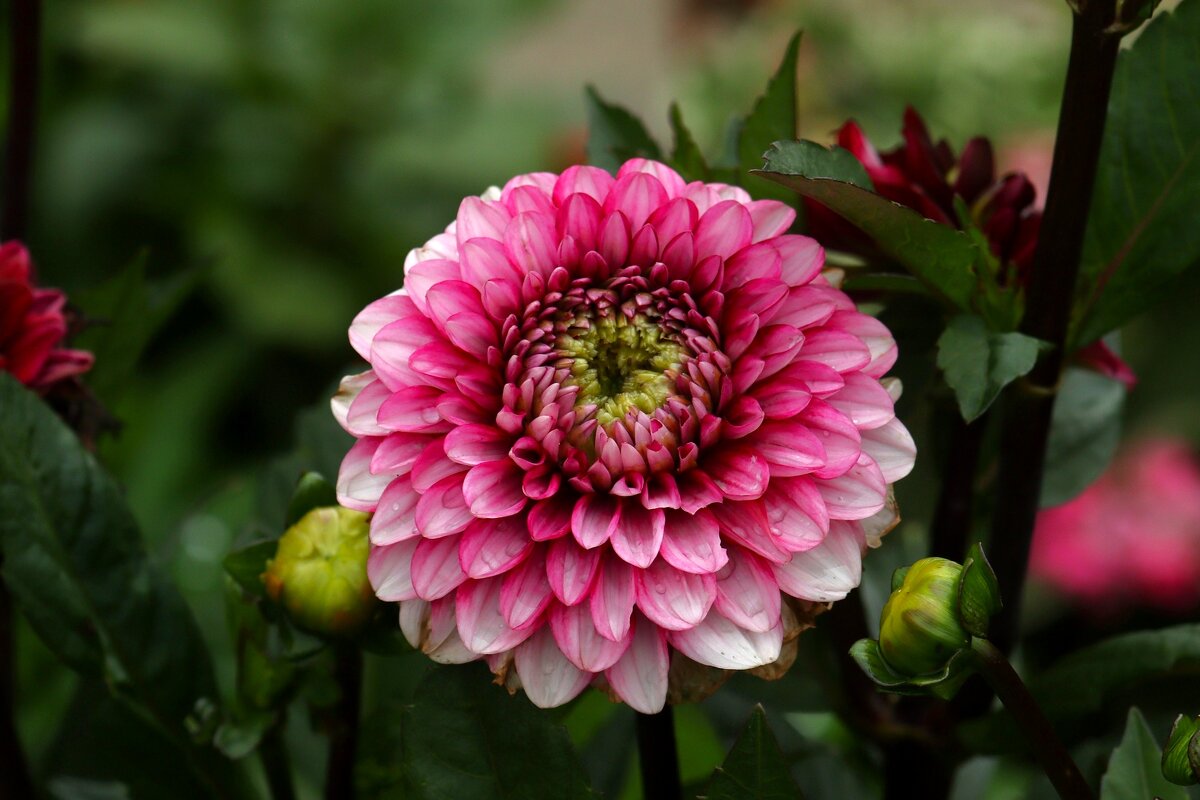 После дождя - Юрий. Шмаков