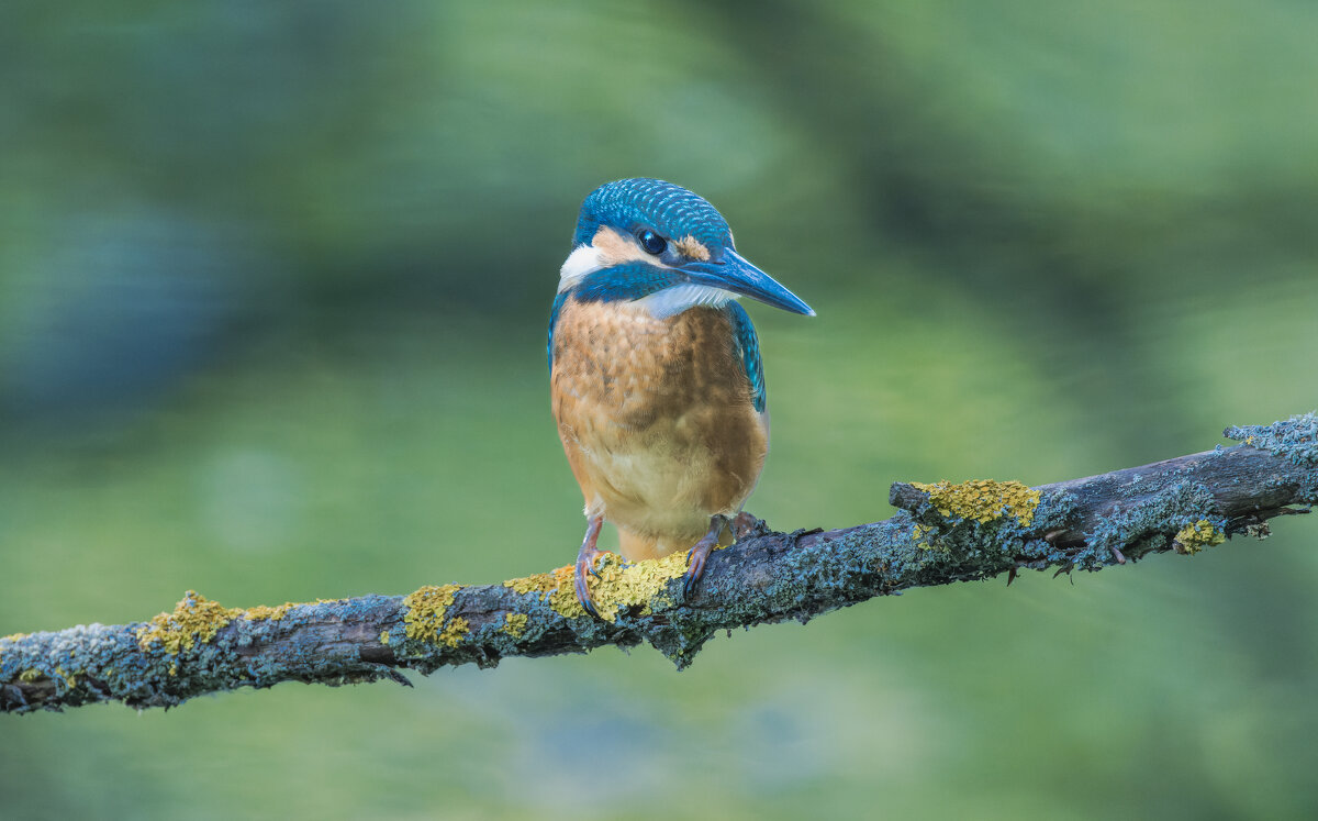 зимородок. - юрий макаров