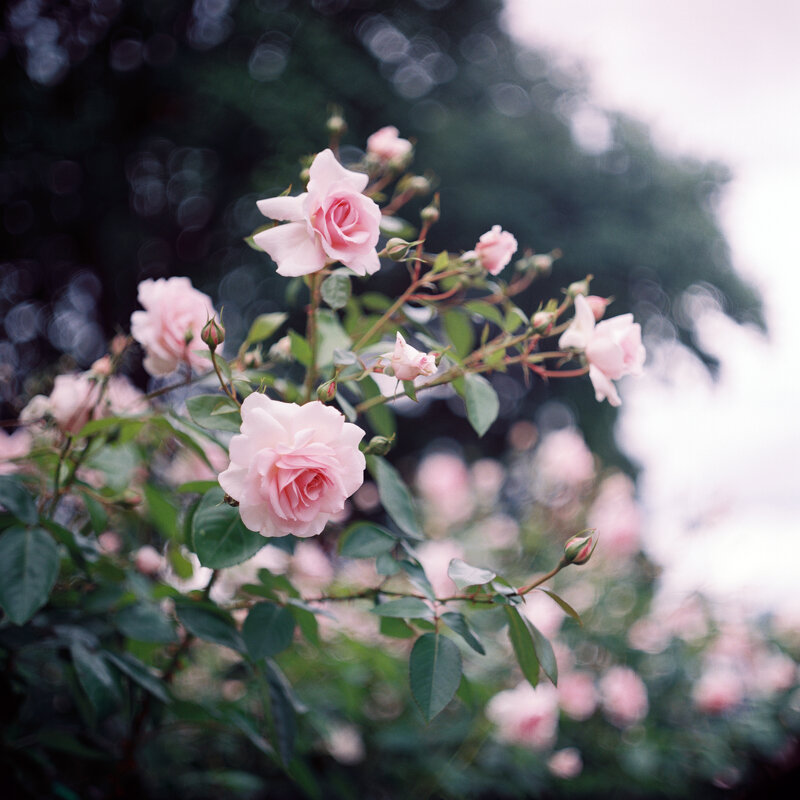 Нежный розовый - Виталий Потапкин