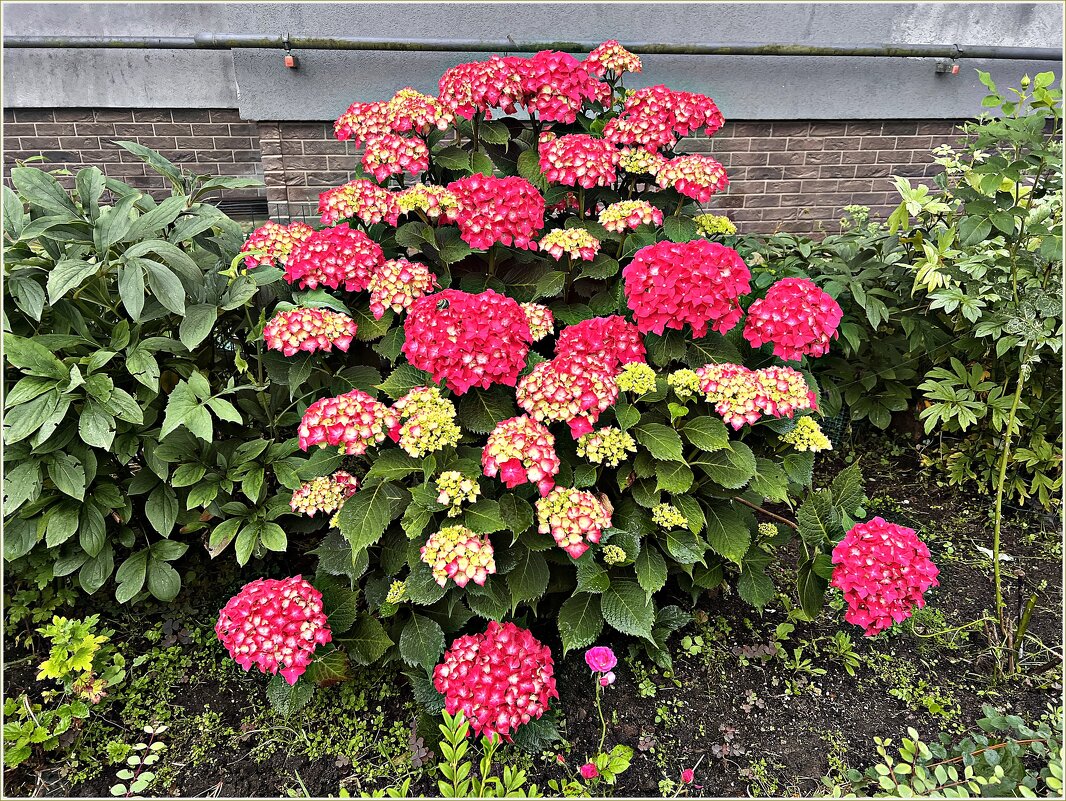 Гортензия. - Валерия Комова