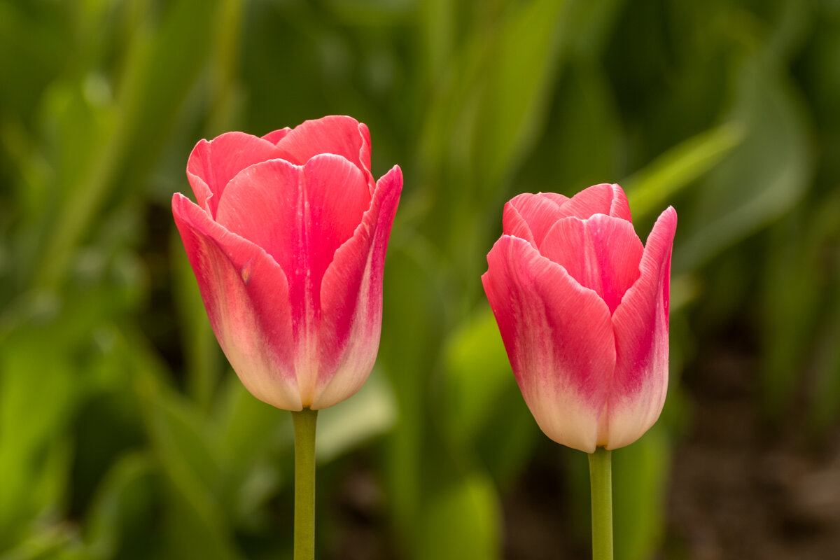 Два тюльпана - Андрей 