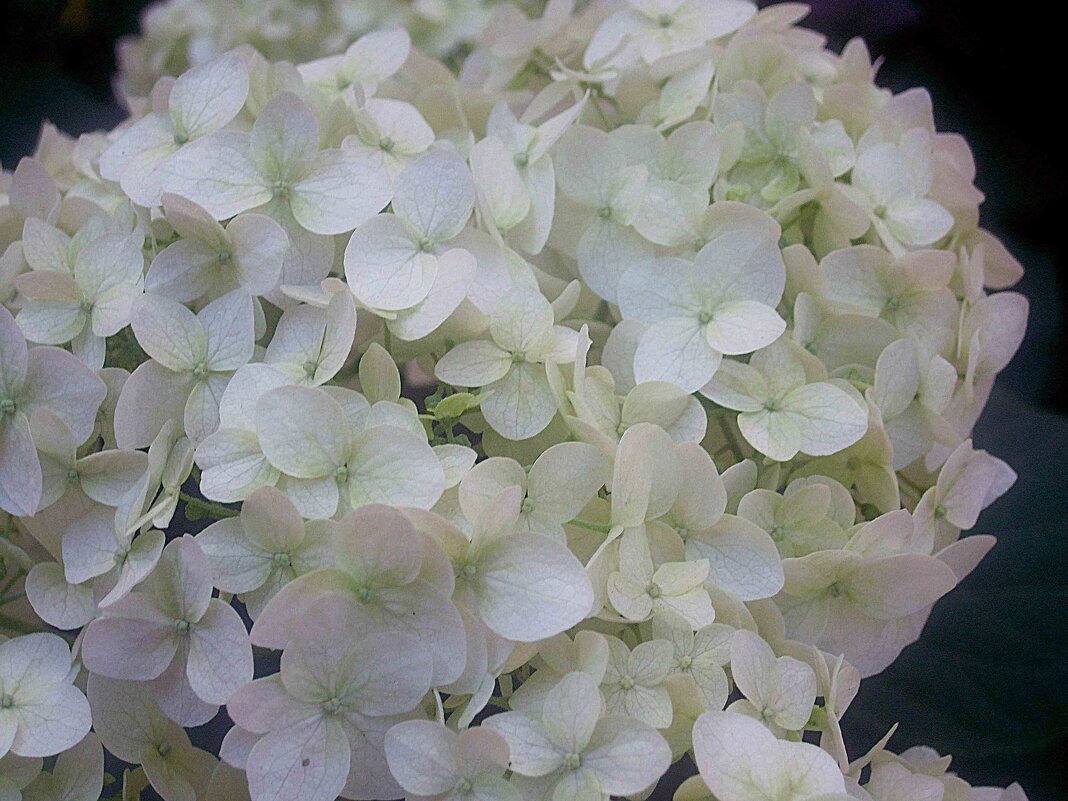 Гортензии цветы - Елена Семигина
