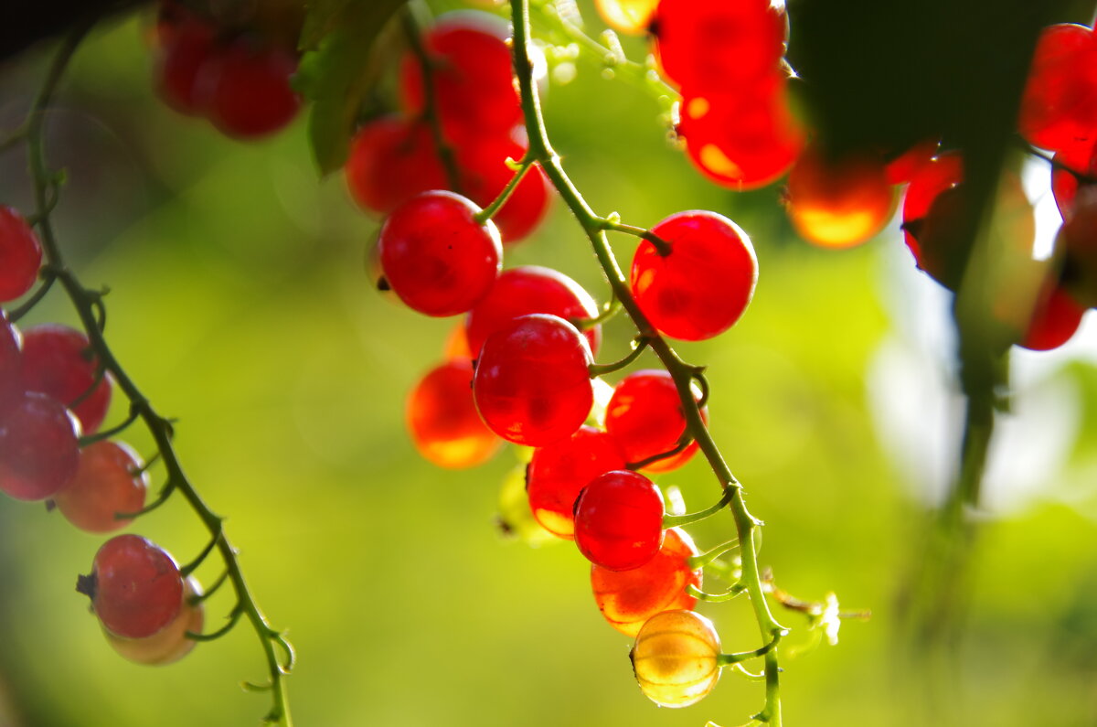 Смородина созрела - Сергей Швечков Смородина созрела - Сергей Швечков