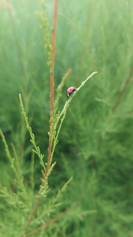 * - Оксана Н.