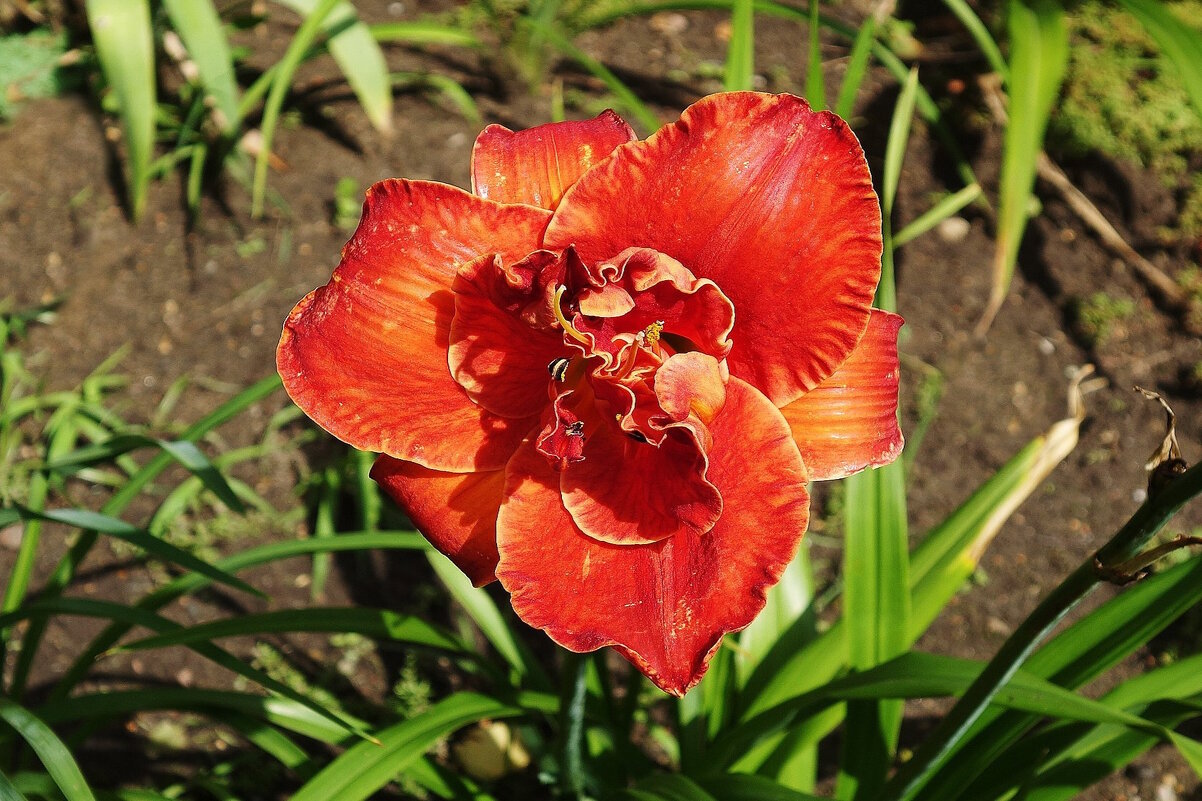 Лилейник - Рита Симонова