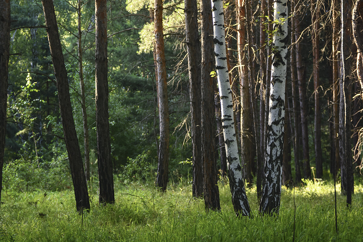 Две  берёзки - Геннадий Супрун