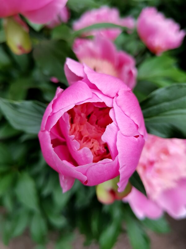 Пион - Любимова Ольга 