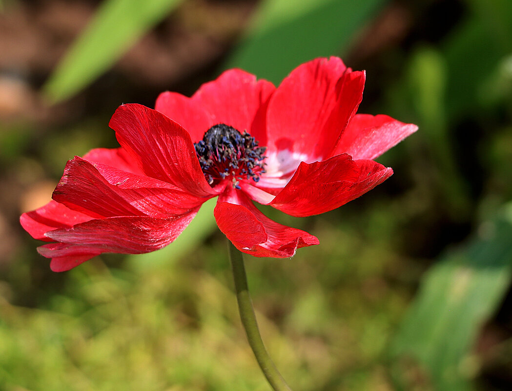 Анемона красная - Светлана 