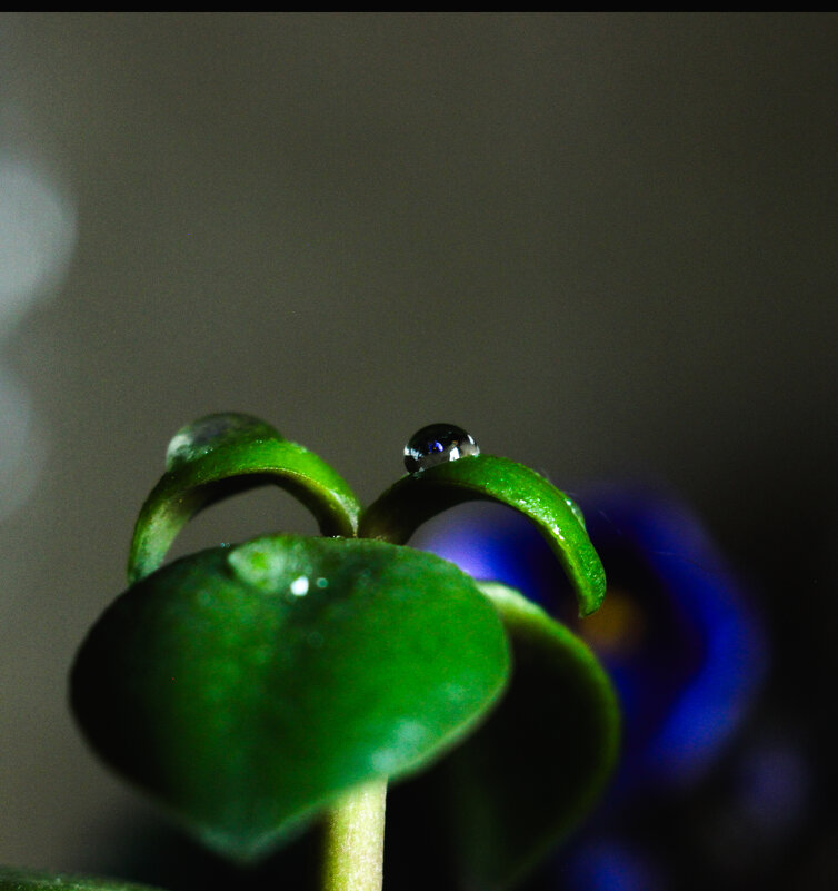 Дружба - Галина 